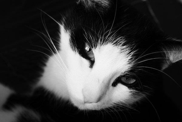Cat 3dd