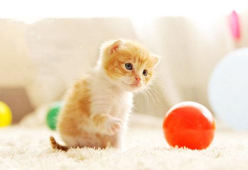 Cat 3e6