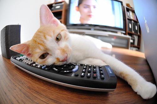 Cat 3eg