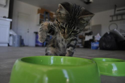 Cat 3ep