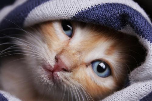 Cat 3fo