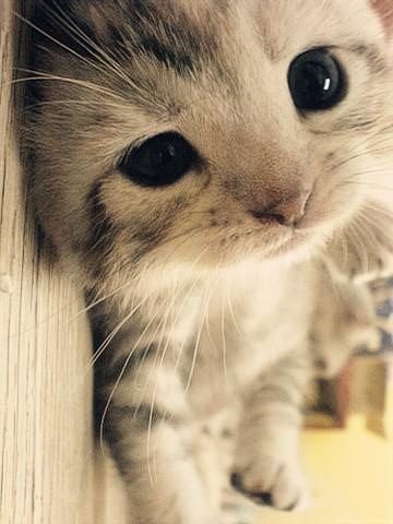 Cat 3g0