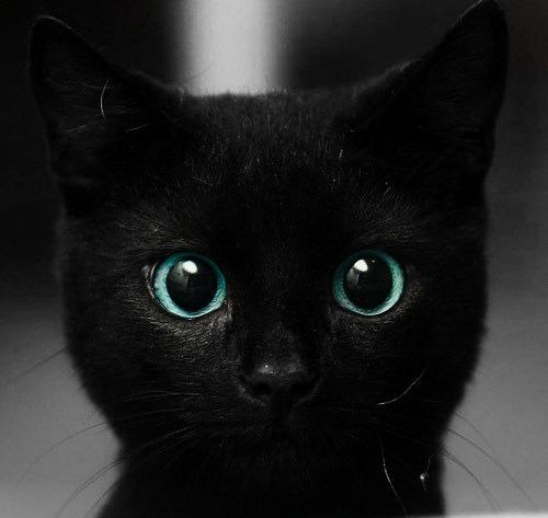 Cat 3g4
