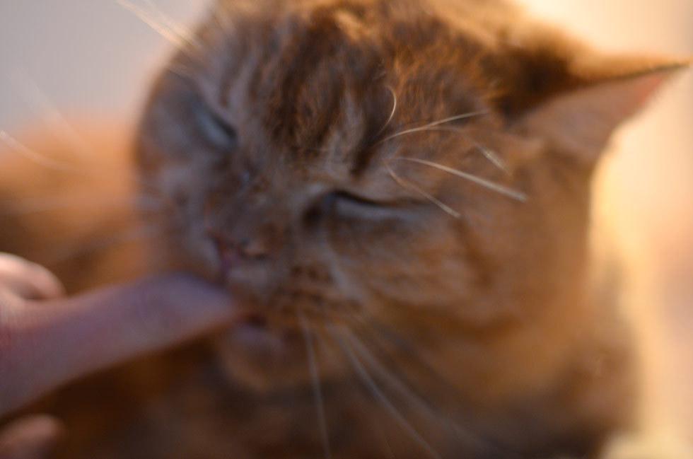 Cat 3gv