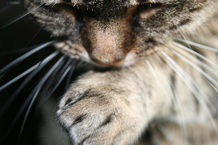 Cat 3h0