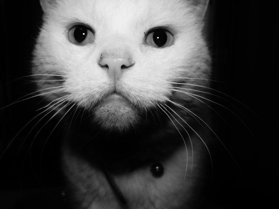 Cat 3h2