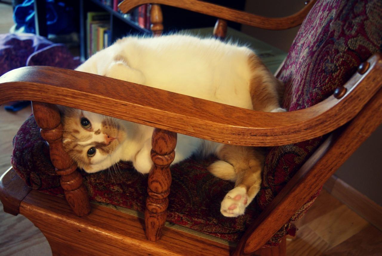 Cat 3hi