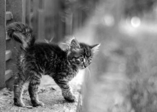 Cat 3ig