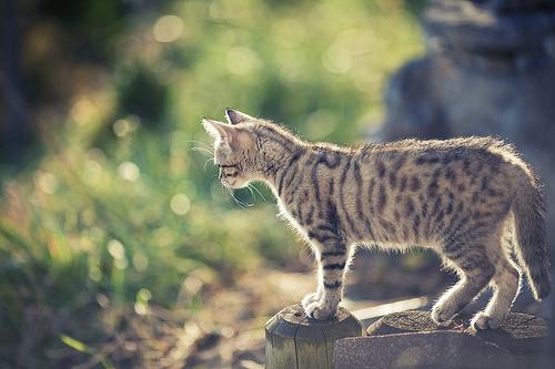 Cat 3ih