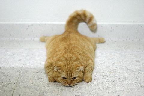 Cat 3ij