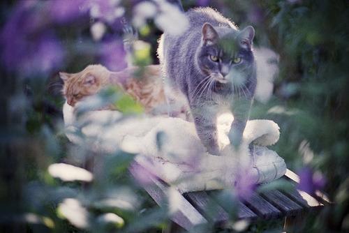 Cat 3j8