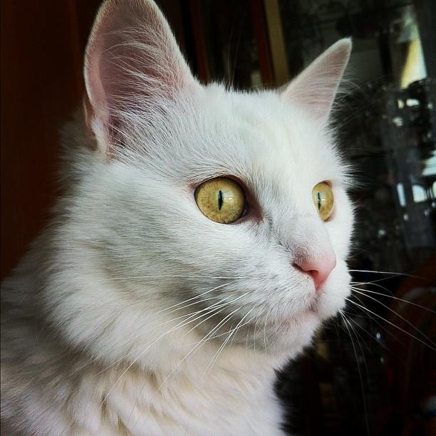 Cat 3jm