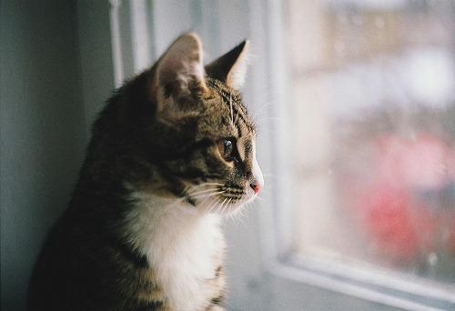Cat 3kk