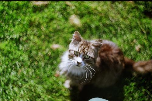 Cat 3l2