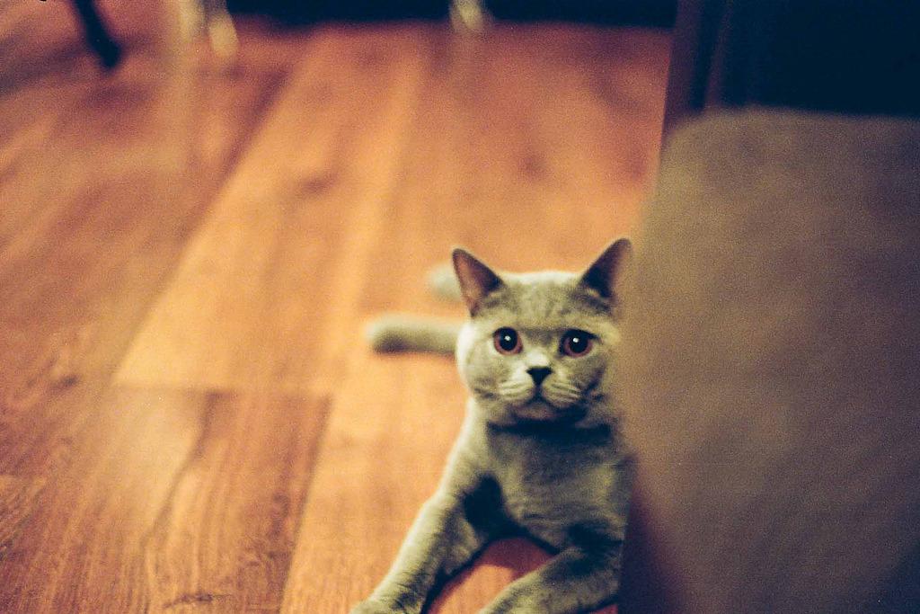Cat 3l5