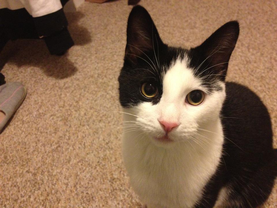 Cat 3l8
