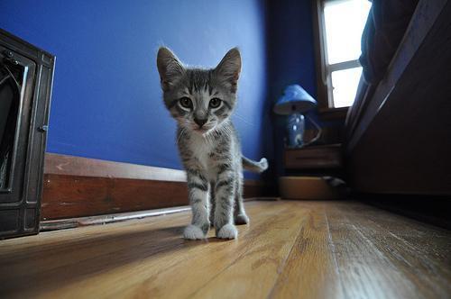 Cat 3lm