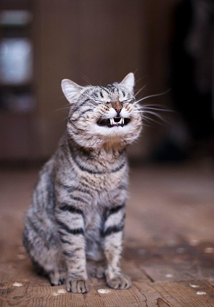 Cat 3lv