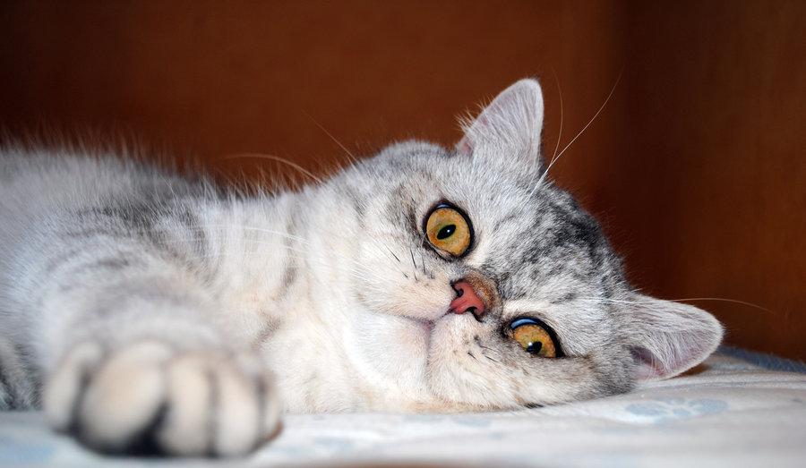 Cat 3m8