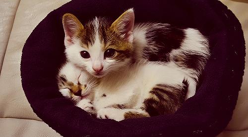 Cat 3md