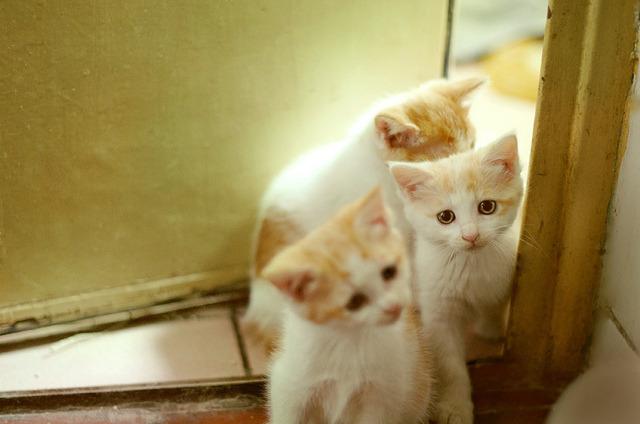 Cat 3me