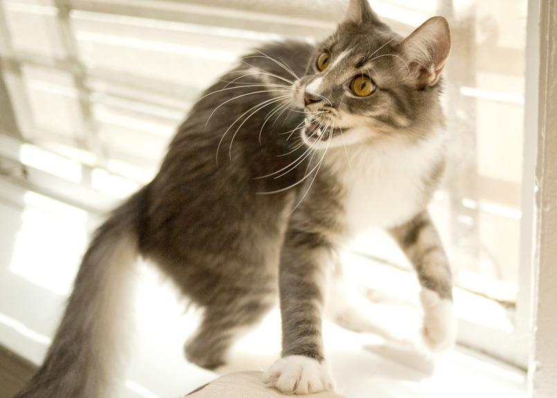 Cat 3mm
