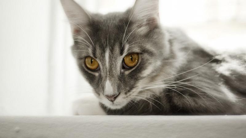 Cat 3mn