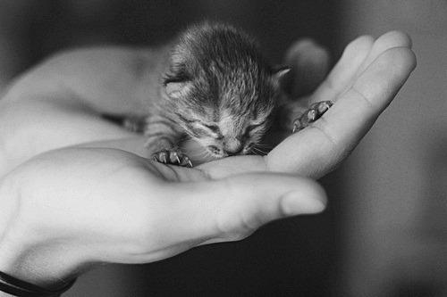 Cat 3n8