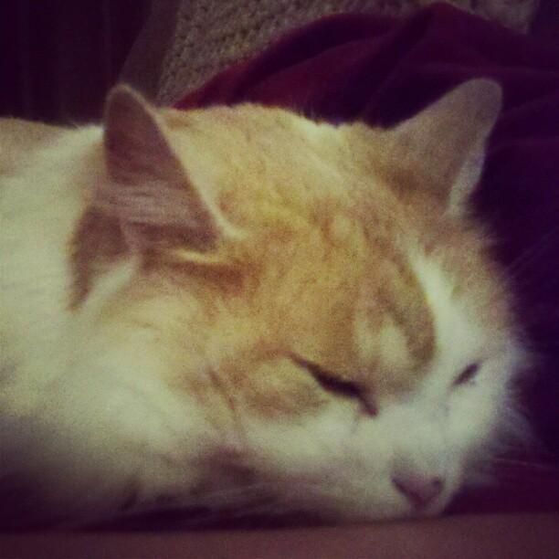 Cat 3o6