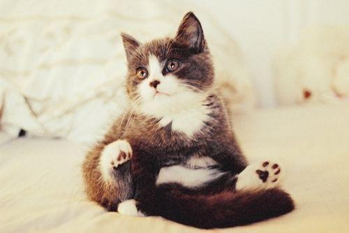 Cat 3pj