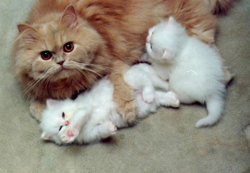Cat 3rb