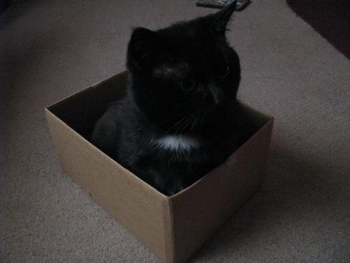 Cat 3t4