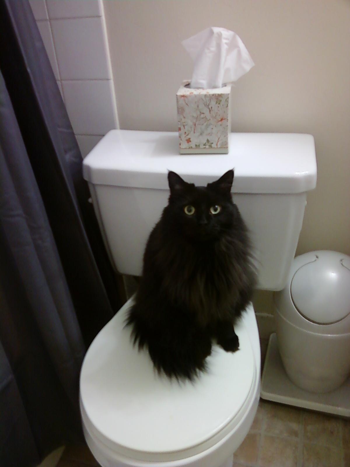 Cat 3tb
