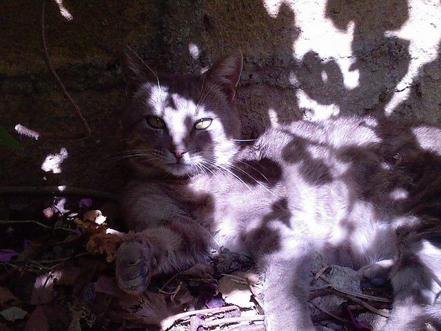 Cat 3tg