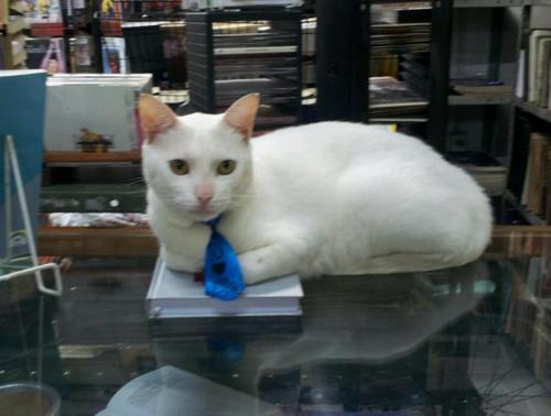 Cat 3to