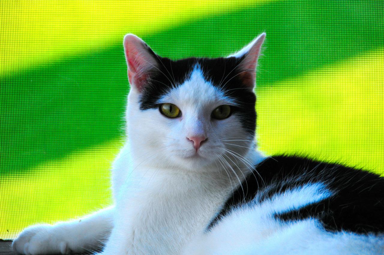 Cat 3v8