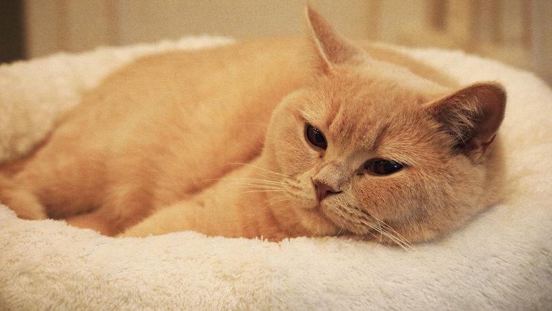 Cat 3vm