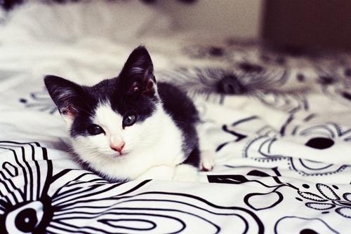 Cat 3vv