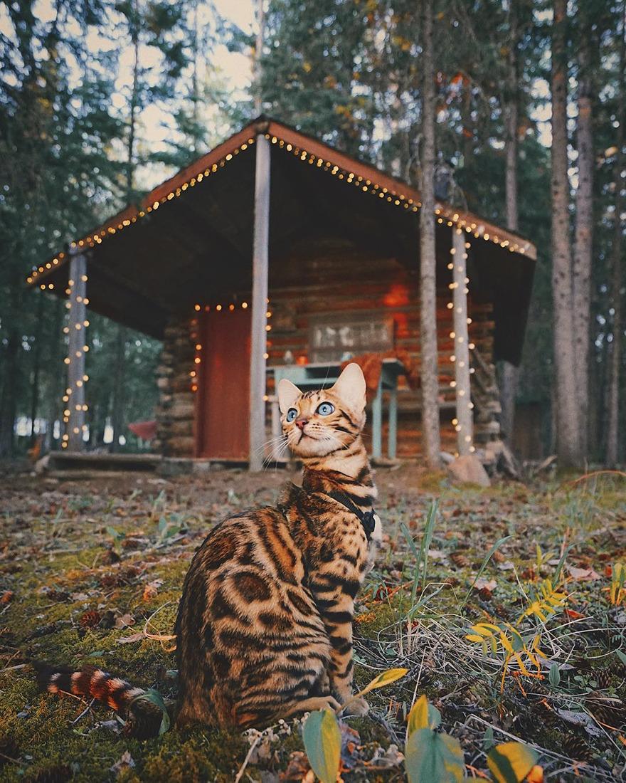 Cat 4-5SzDNIL