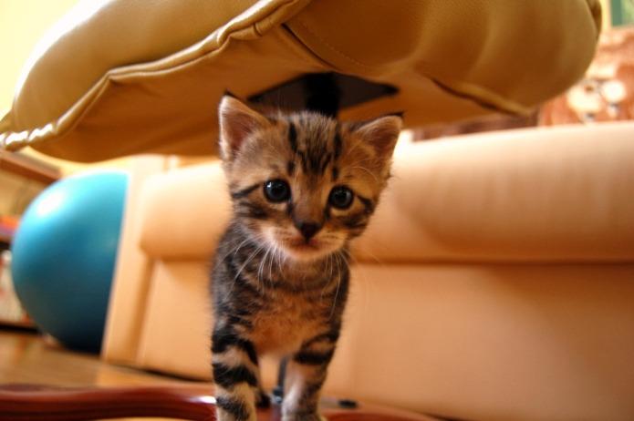 Cat 401