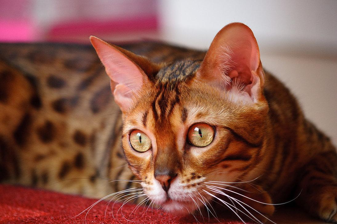 Cat 405