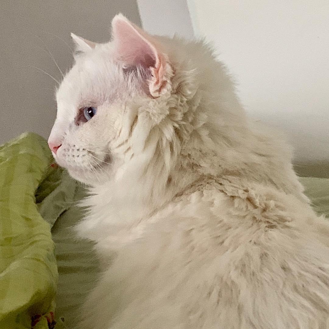 Cat 41Fe8q9vU