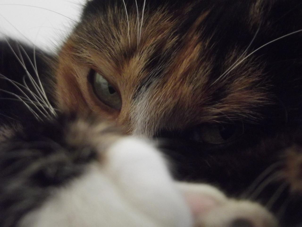 Cat 443