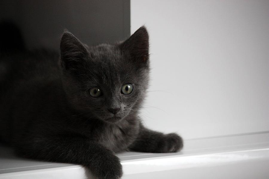 Cat 47e