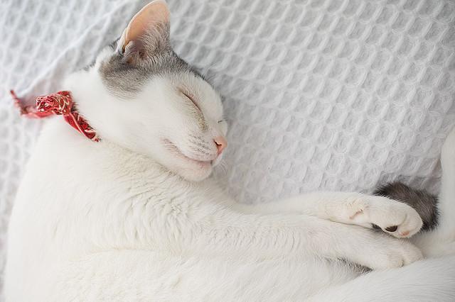 Cat 47h