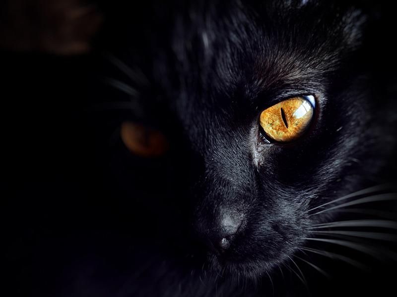 Cat 47k