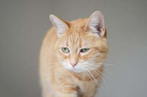 Cat 47s