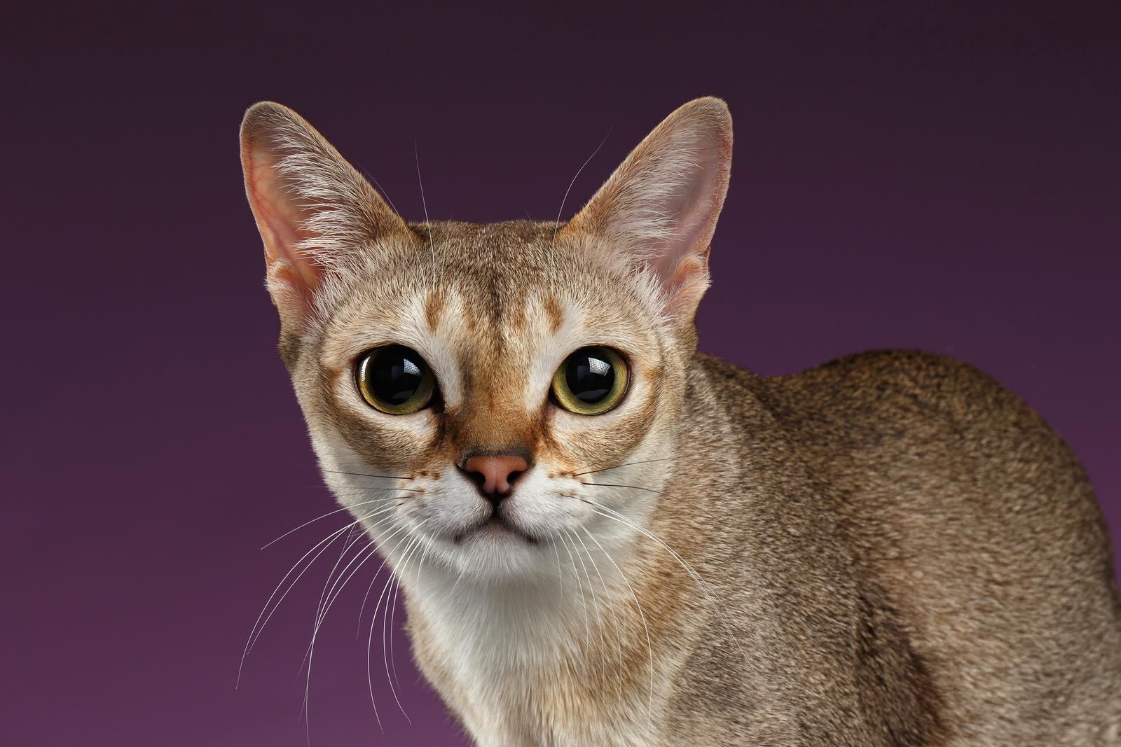 Cat 4Q5bRarQO