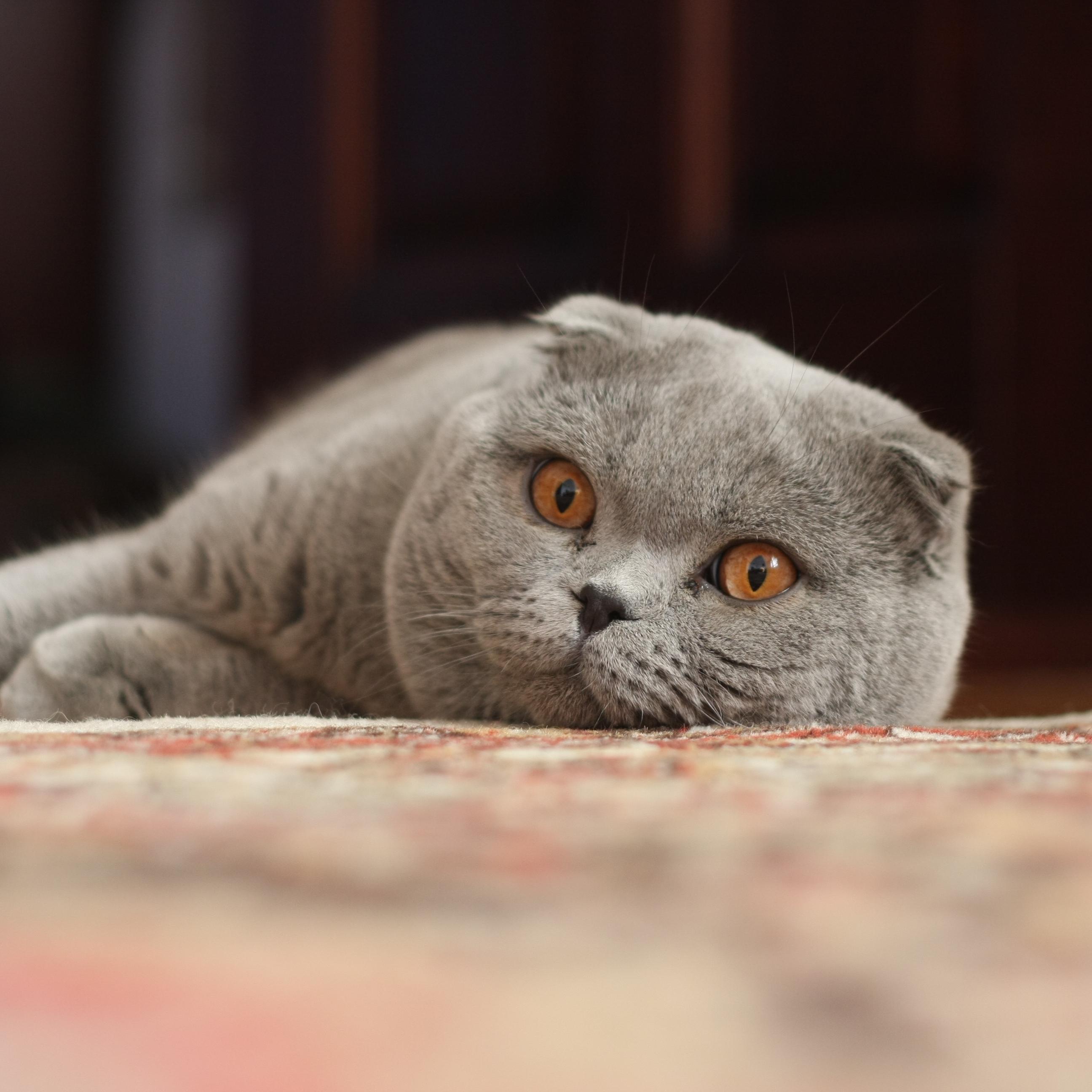 Cat 4UTnt4f74