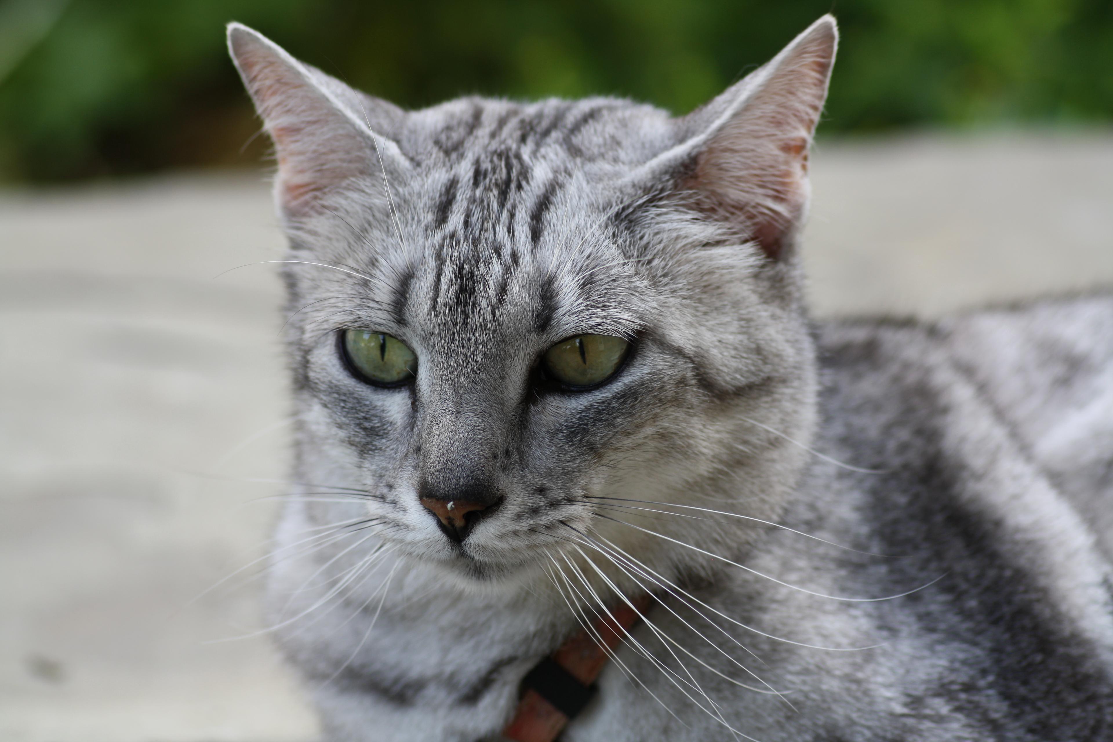 Cat 4_AdeyZUv